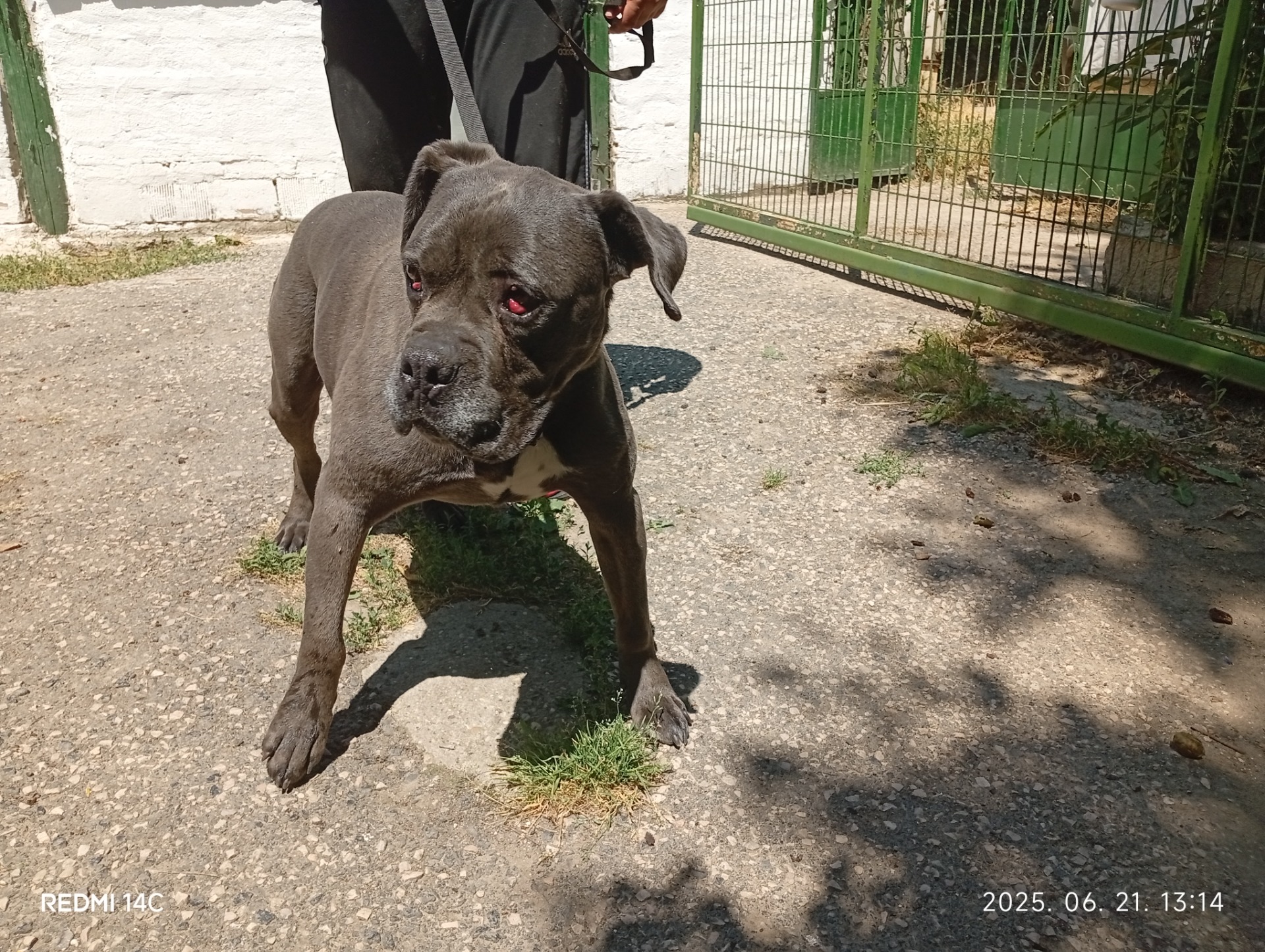 Update: Jelentkezett érte a gazda! ------------------ 2025.06.21-én Törökbálint, Annahegyen talált hím ivarú, szürke színű, keverék kutyus keresi eredeti gazdáját! Microchippel rendelkezik, de a regisztrált adatok alapján nem tudjuk a gazdát utolérni!