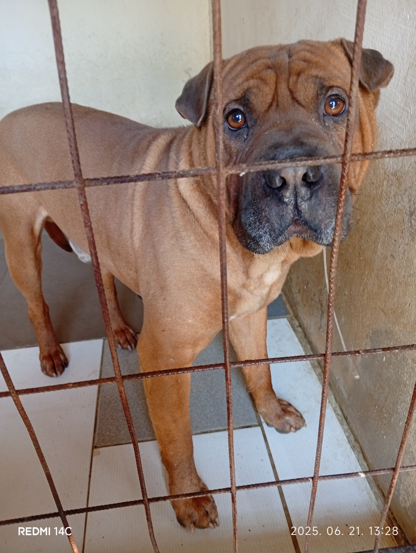 2025.06.20-án Ercsiből érkezett, Sharpei jellegű, hím ivarú kutyus várja eredeti gazdájának jelentkezését! Microchippel nem rendelkezik. Ha az eredeti tulajdonos nem jelentkezik érte a karantén idejének vége: 2025.07.05.
